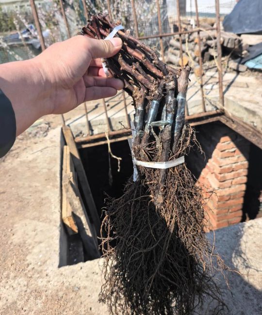 买葡萄苗到哪里买？三大正规渠道与四步验苗法，避开虚假苗圃陷阱