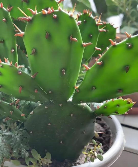 仙人掌是什么植物：仙人掌科多肉植物的百科介绍
