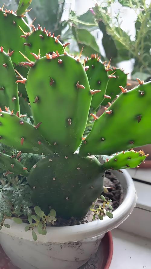 仙人掌是什么植物：仙人掌科多肉植物的百科介绍