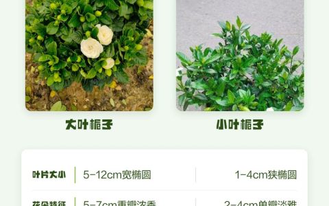 栀子花小叶好还是大叶好？新手必看的品种对比与选购指南
