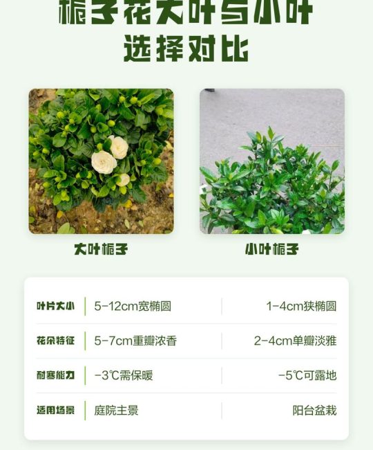 栀子花小叶好还是大叶好？新手必看的品种对比与选购指南