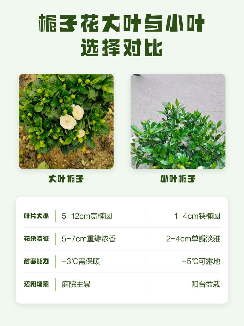 栀子花小叶好还是大叶好？新手必看的品种对比与选购指南