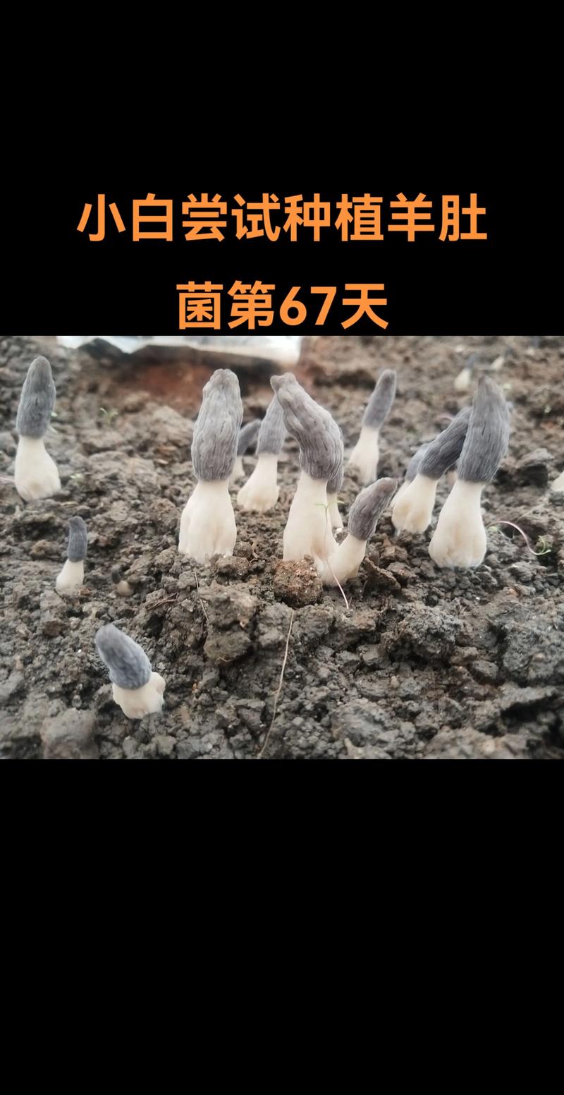 影响羊肚菌种植成本的五大因素