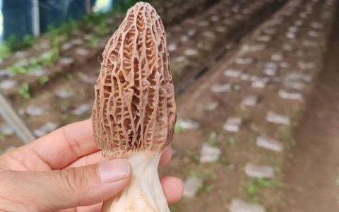 羊肚菌种植一亩多少钱？2025年最新成本价格参考