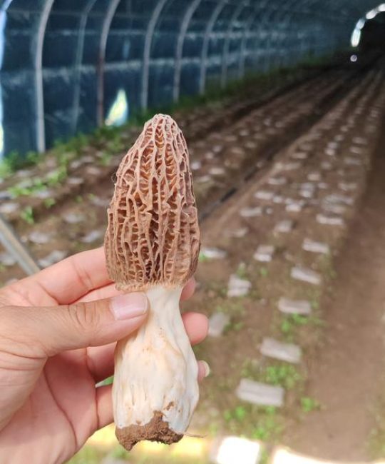 羊肚菌种植一亩多少钱？2025年最新成本价格参考