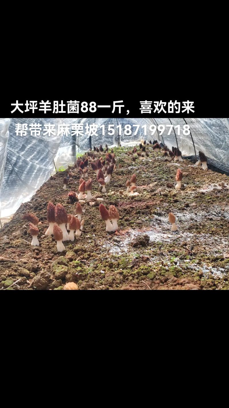 如何获取精准的种植成本报价？