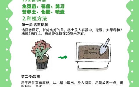 生菜怎么种？家庭菜园生菜种植全攻略