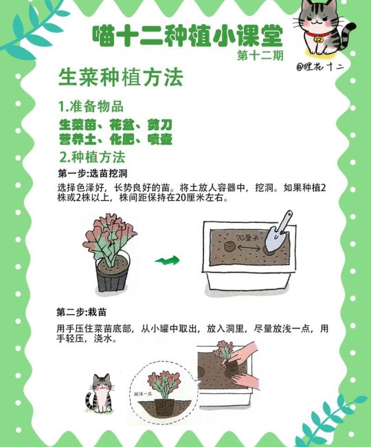 生菜怎么种？家庭菜园生菜种植全攻略