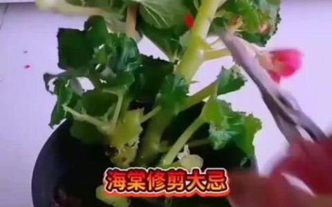 海棠花如何修剪才会更好看