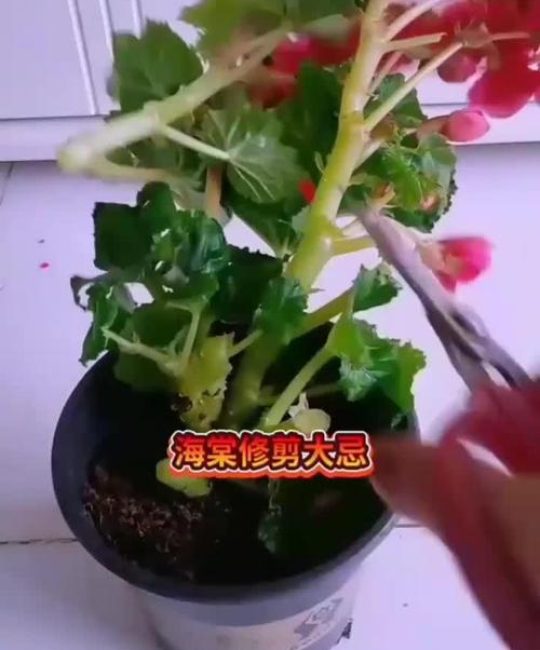 海棠花如何修剪才会更好看