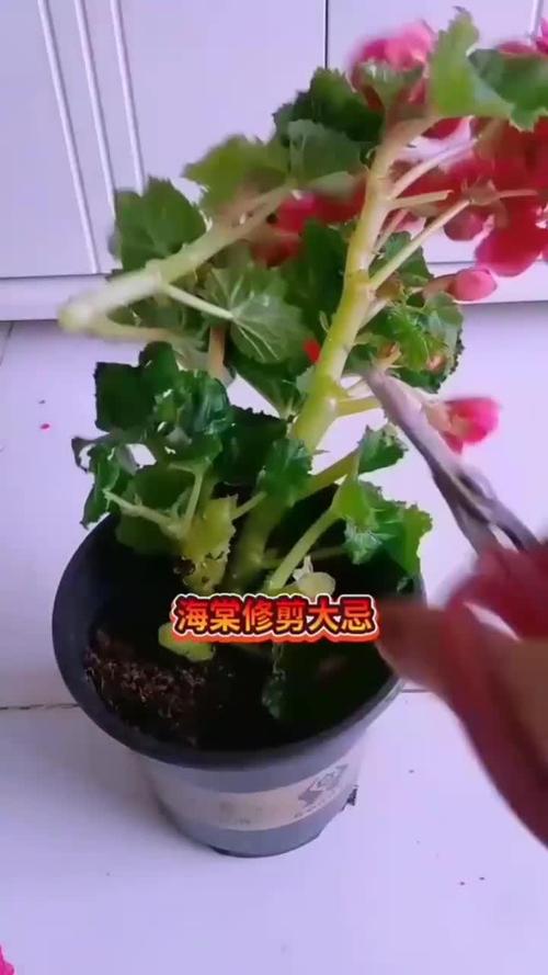 海棠花如何修剪才会更好看 海棠花如何修剪才会更好看