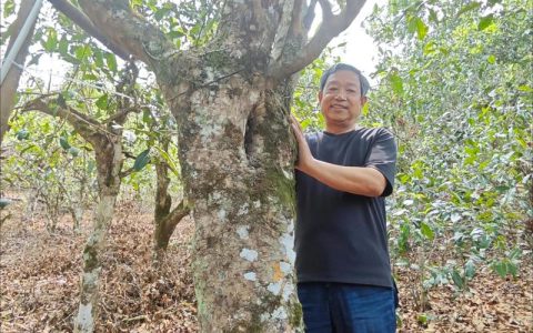 老古树茶属于什么茶系？——茶树百科与古树茶识别指南