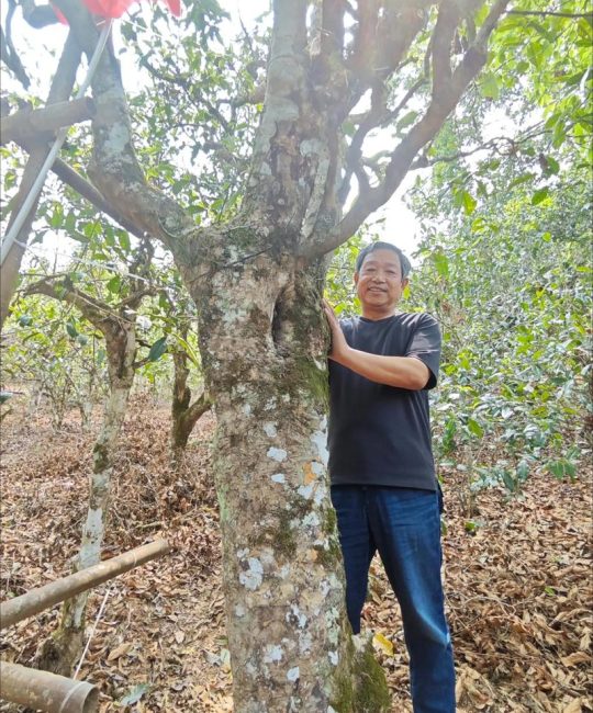 老古树茶属于什么茶系？——茶树百科与古树茶识别指南