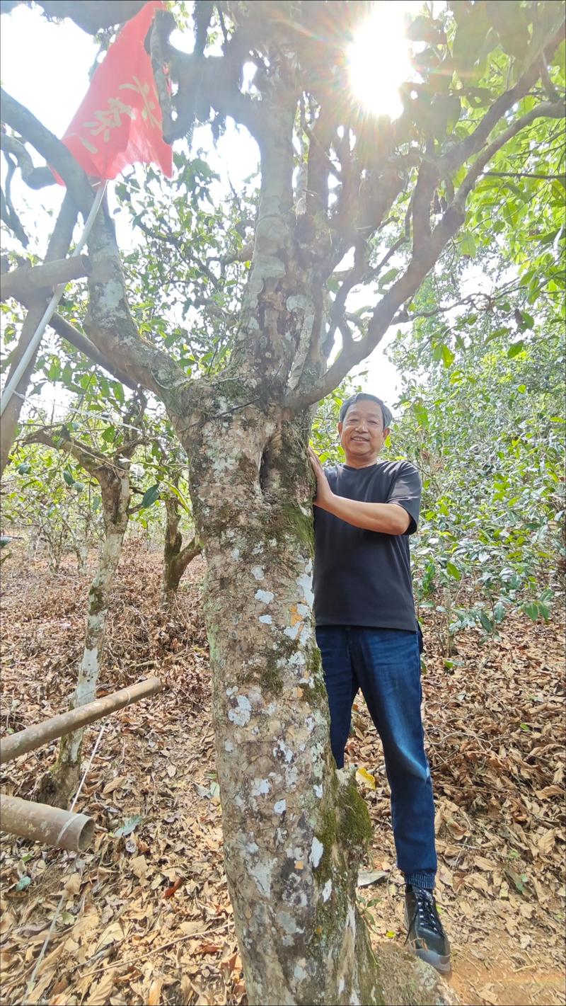老古树茶属于什么茶系？——茶树百科与古树茶识别指南