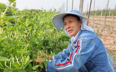 金银花要多少钱一斤？2025年市场价格参考区间与影响因素详解