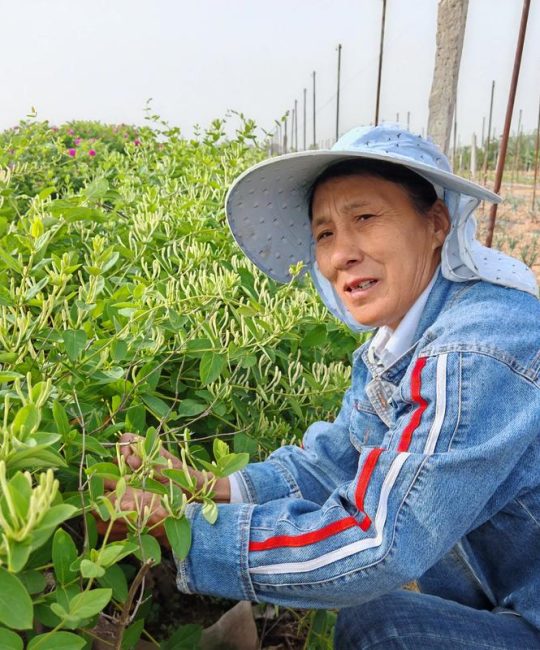 金银花要多少钱一斤？2025年市场价格参考区间与影响因素详解