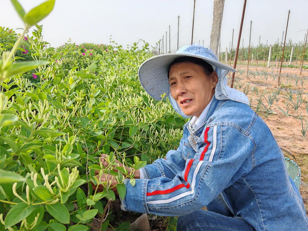 金银花要多少钱一斤?2025年市场价格参考区间与影响因素详解 价格快速参考