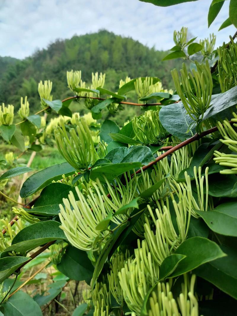 金银花要多少钱一斤?2025年市场价格参考区间与影响因素详解 季节:新货陈货价差明显