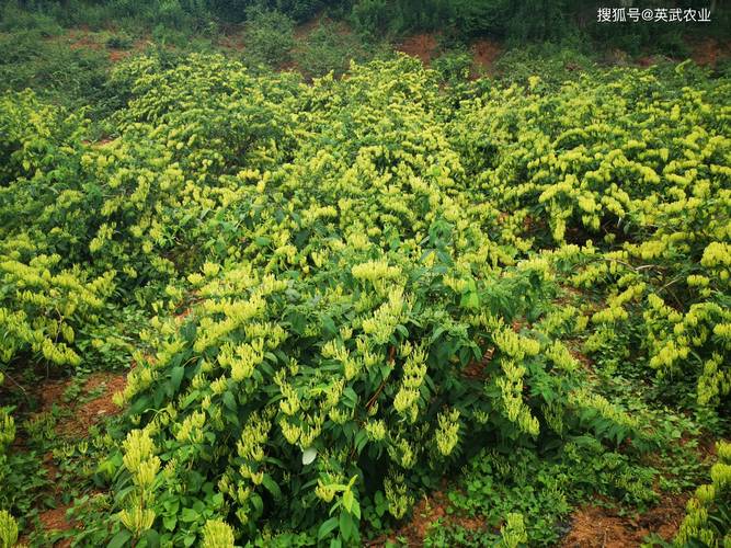 金银花要多少钱一斤?2025年市场价格参考区间与影响因素详解 数量:零售与批发的价格双轨