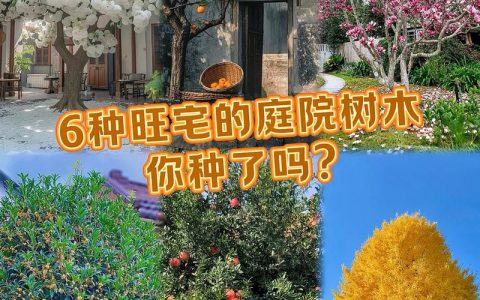 自己家院里栽什么树好？这份庭院树种选择指南请收好