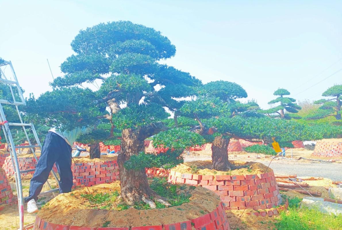 自己家院里栽什么树好?这份庭院树种选择指南请收好 结语