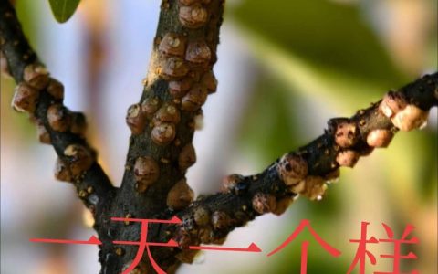 白蜡树生虫怎么办？白蜡蚧与天牛防治全指南