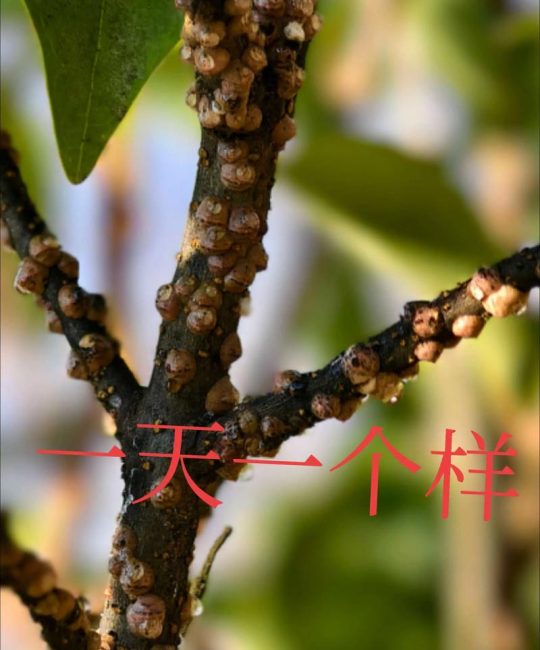 白蜡树生虫怎么办？白蜡蚧与天牛防治全指南
