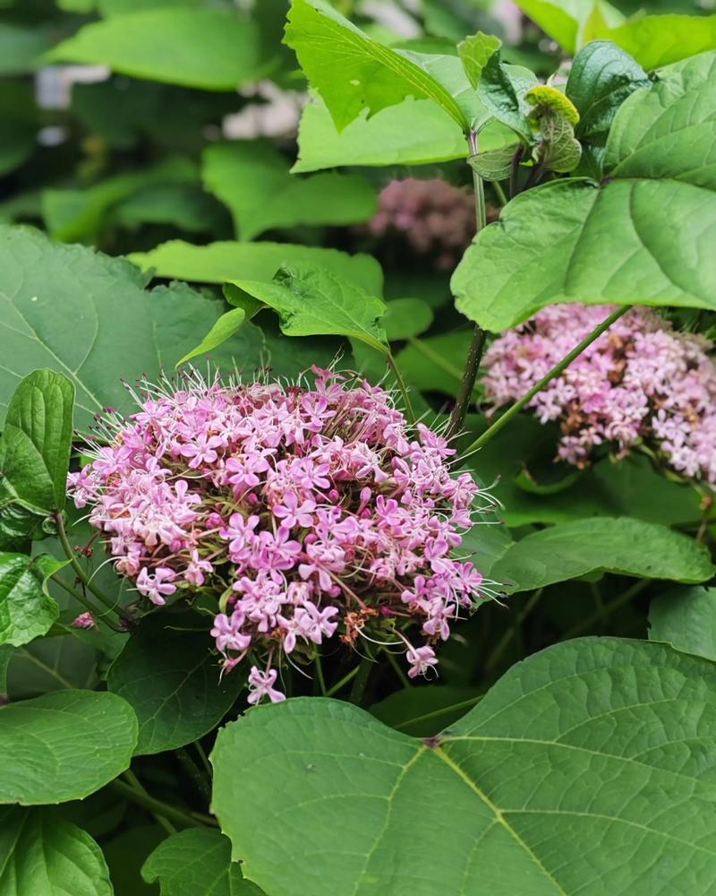 修剪促花系统指导：分季操作