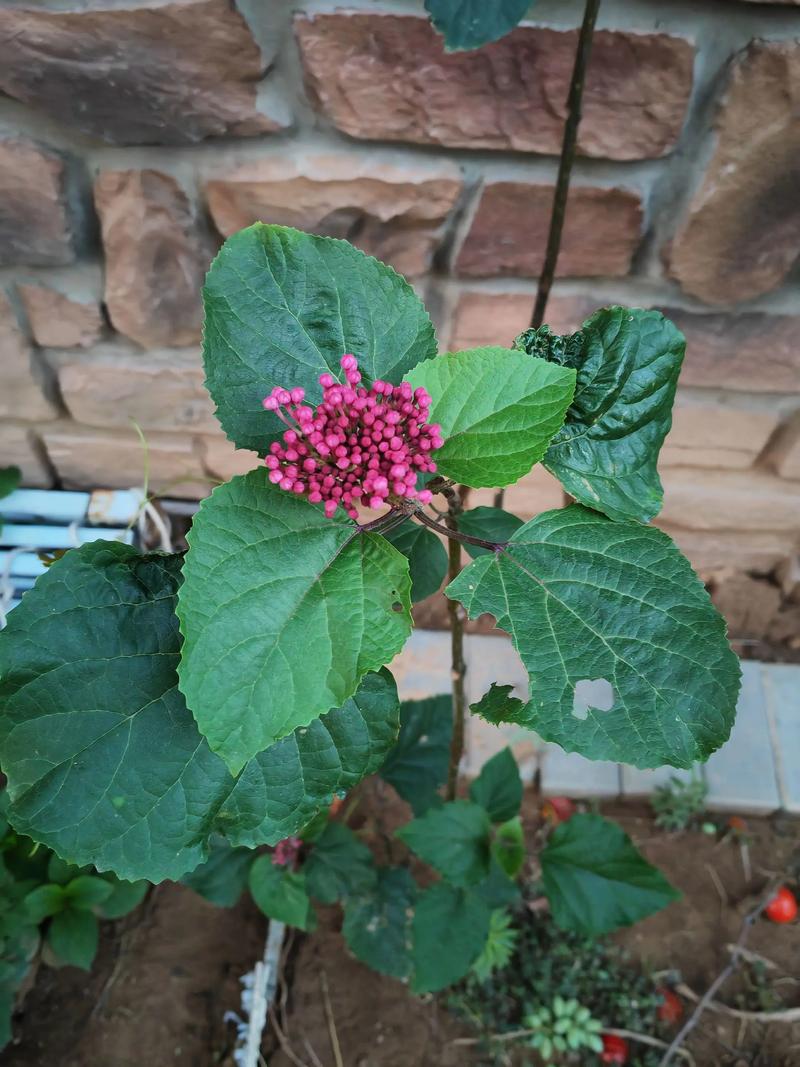 光照与水肥精准方案：按季节管理