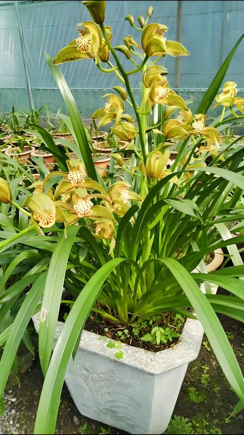 一、珍稀兰花：植物界的“活黄金”