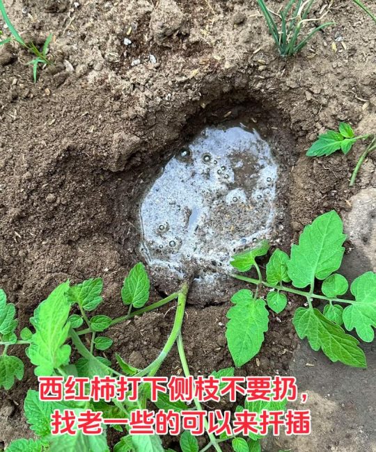 西红柿苗可以扦插吗？家庭园艺繁殖育苗技术专家详解全流程