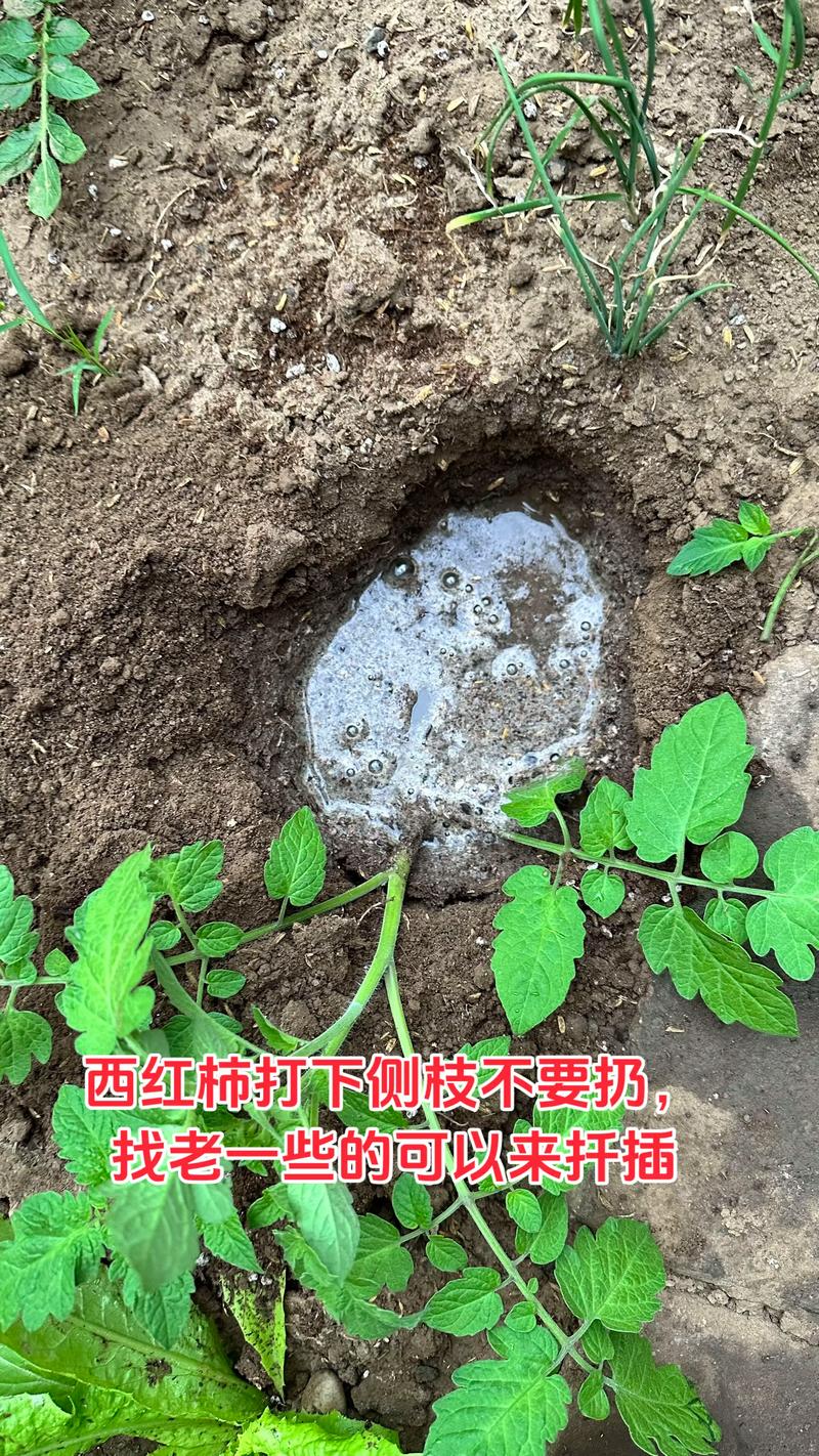 西红柿苗可以扦插吗？家庭园艺繁殖育苗技术专家详解全流程