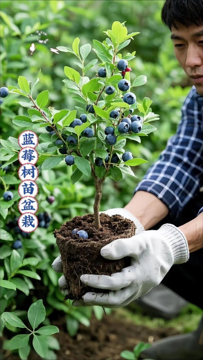 蓝莓苗价格快速参考(2026年最新报价) 季节影响供应量与价格波动