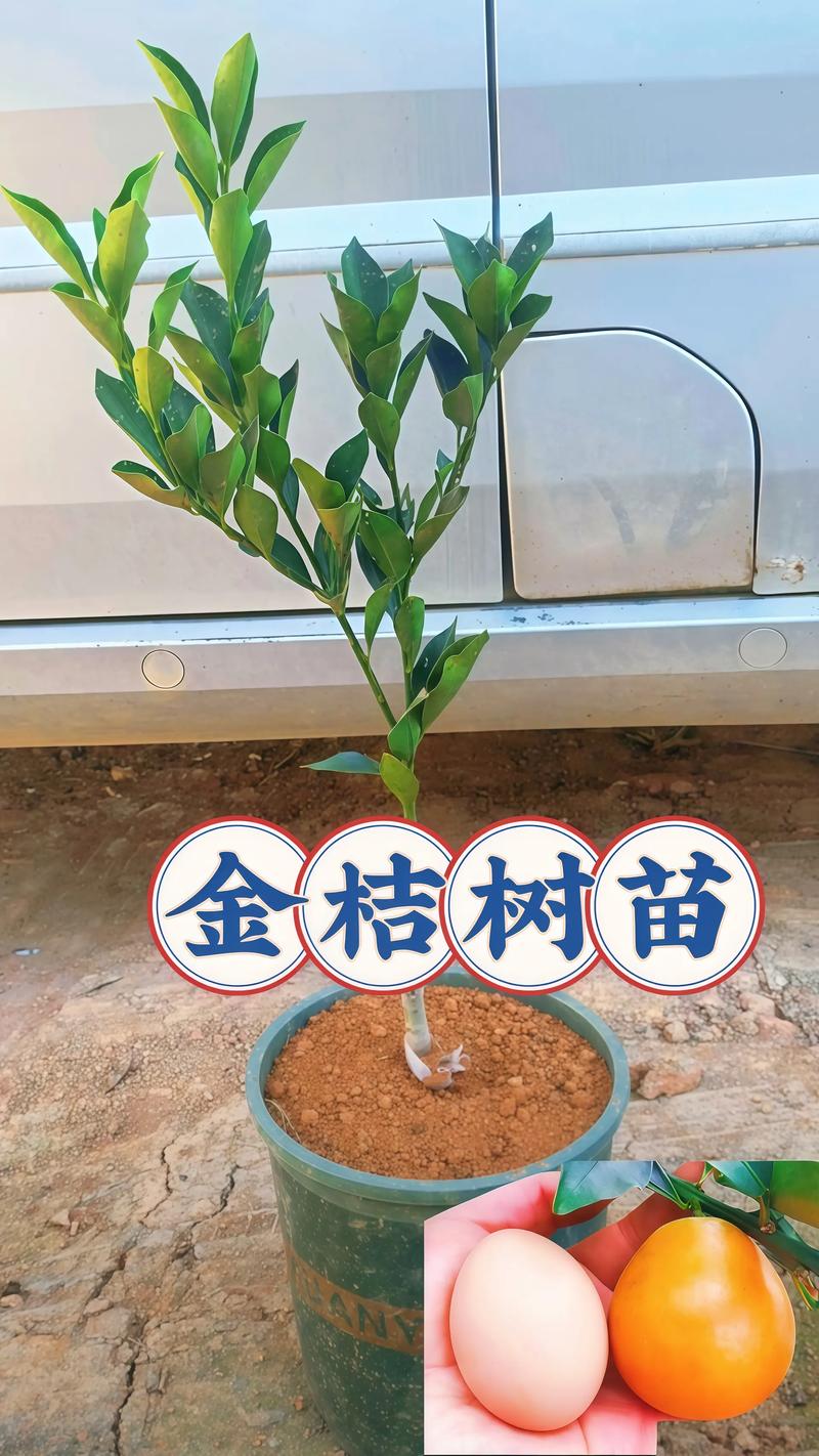种植注意与初期管理（快速提示）