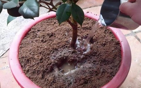 茶花要天天浇水吗？掌握这6个养护模块，枝繁叶茂花开满枝