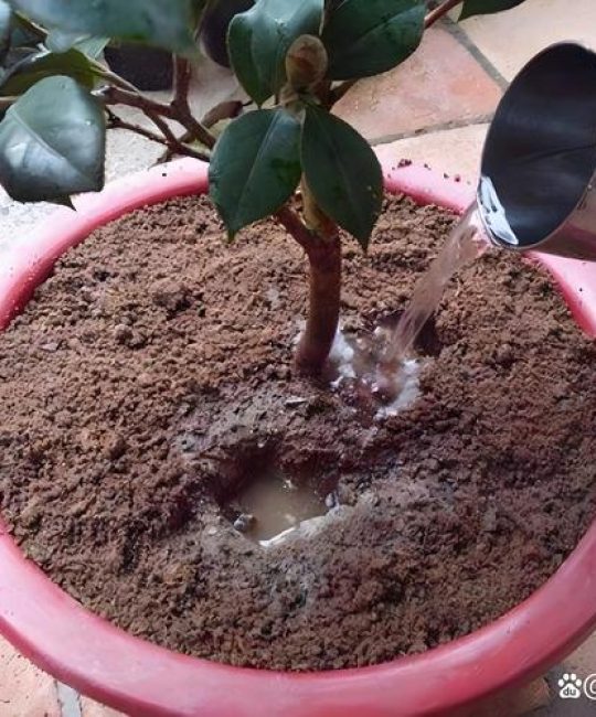 茶花要天天浇水吗？掌握这6个养护模块，枝繁叶茂花开满枝