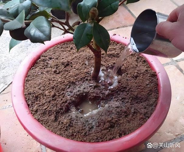 茶花要天天浇水吗？掌握这6个养护模块，枝繁叶茂花开满枝