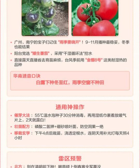 西红柿什么时候播种育苗？一份可执行的时间与技术指南