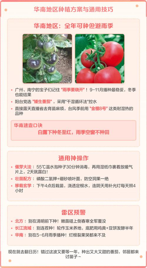 西红柿什么时候播种育苗?一份可执行的时间与技术指南 一、先看地温,别看日历——西红柿播种的时间铁律
