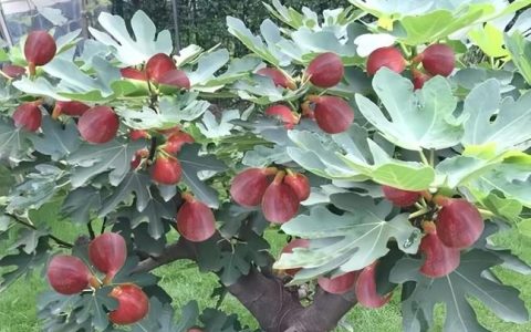 无花果是什么样的？全面认识这种古老而独特的果树