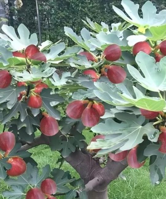 无花果是什么样的？全面认识这种古老而独特的果树