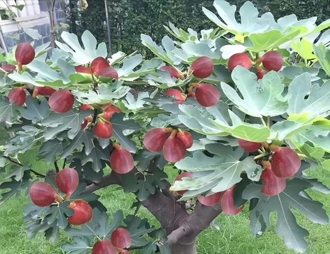 无花果是什么样的?全面认识这种古老而独特的果树 无花果是什么样的?全面认识这种古老而独特的果树