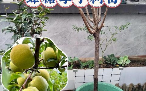 青脆李苗多少钱一棵？2025年最新价格参考与影响因素全解析