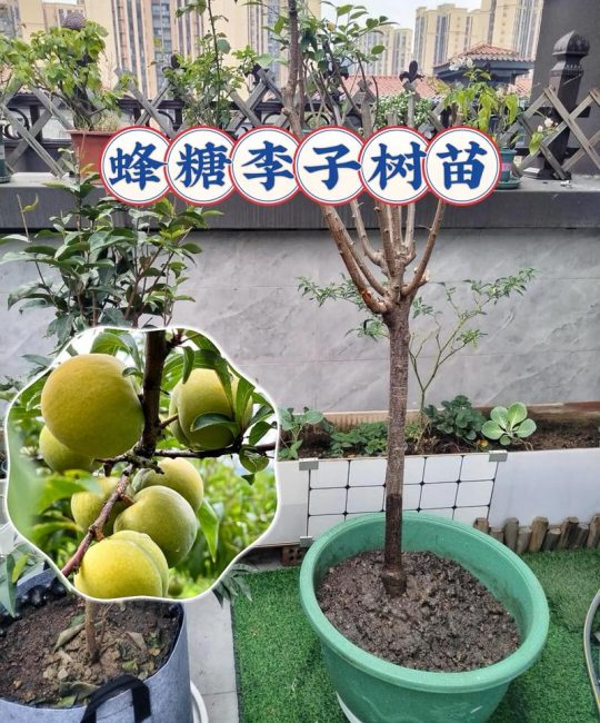青脆李苗多少钱一棵？2025年最新价格参考与影响因素全解析