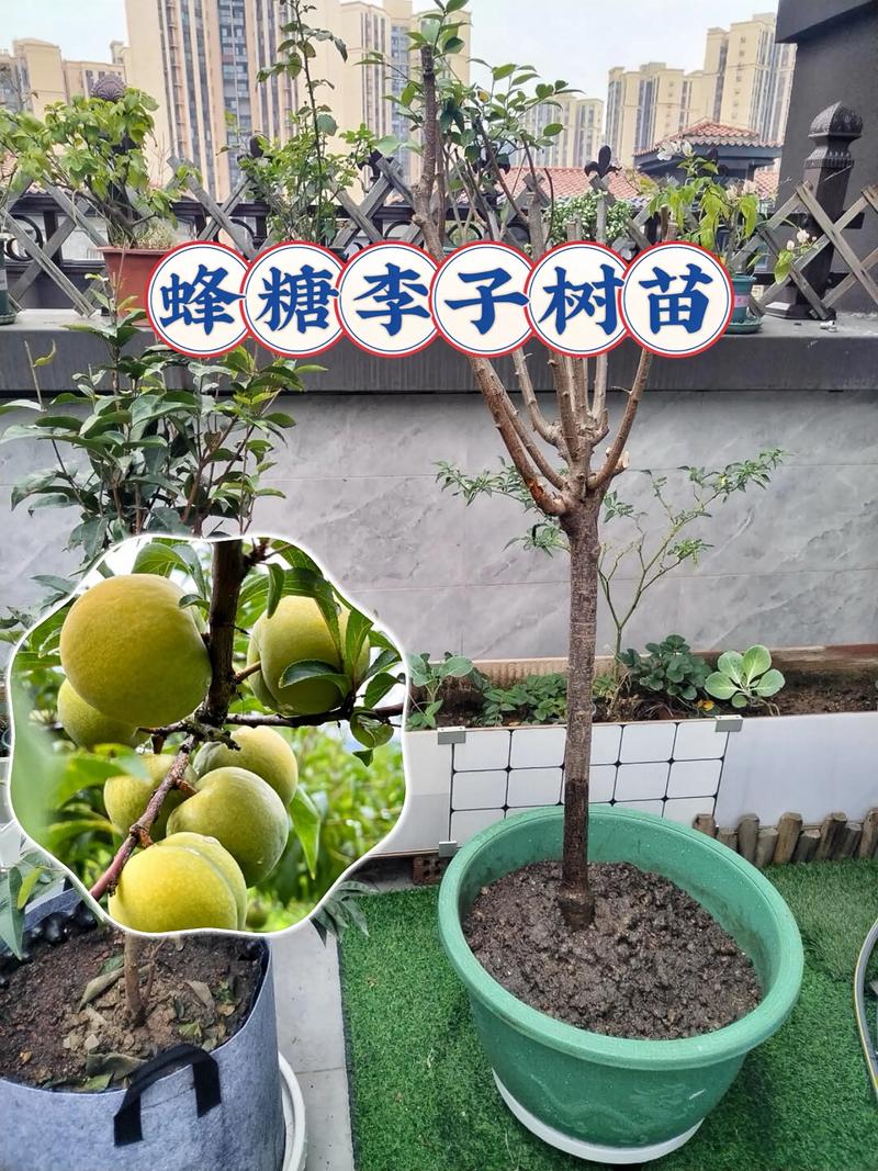 青脆李苗多少钱一棵?2025年最新价格参考与影响因素全解析 青脆李苗多少钱一棵?2025年最新价格参考与影响因素全解析