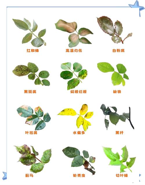 月季花叶子有小洞是怎么回事?教你识别虫害与精准防治 叶子有小洞的三大病因与解决方案
