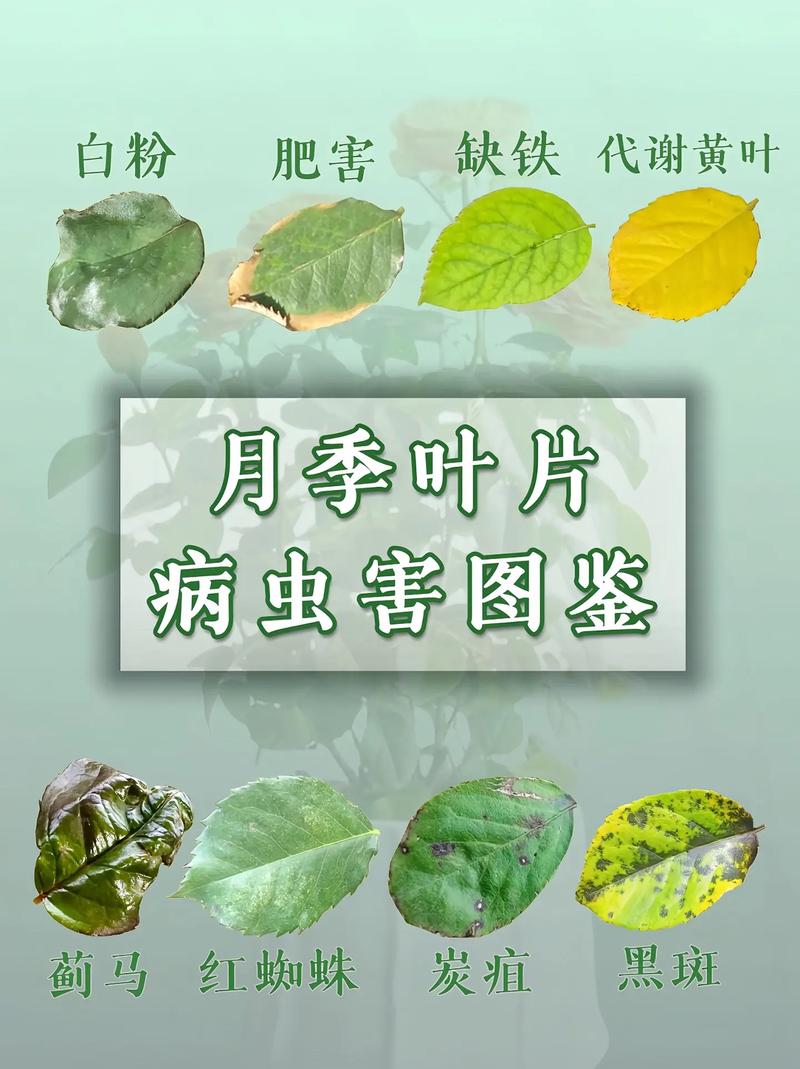 月季花叶子有小洞是怎么回事?教你识别虫害与精准防治 盆栽/地栽选择决策