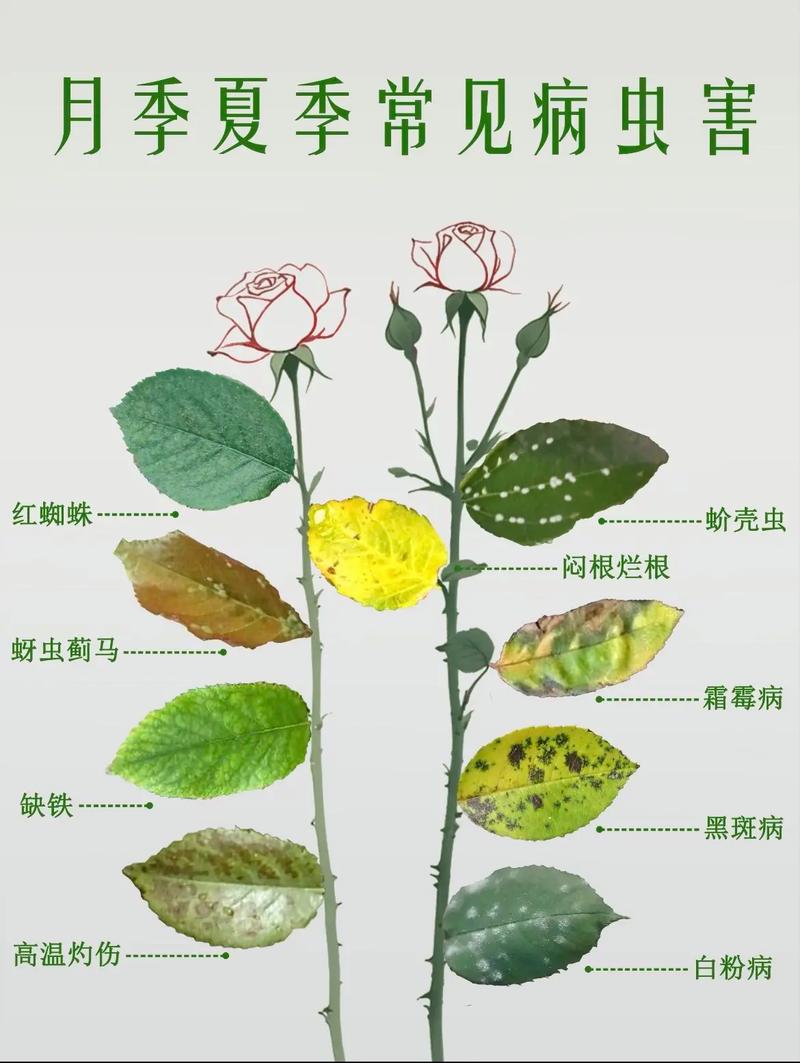 月季花叶子有小洞是怎么回事?教你识别虫害与精准防治 修剪促花系统指导(恢复期关键)