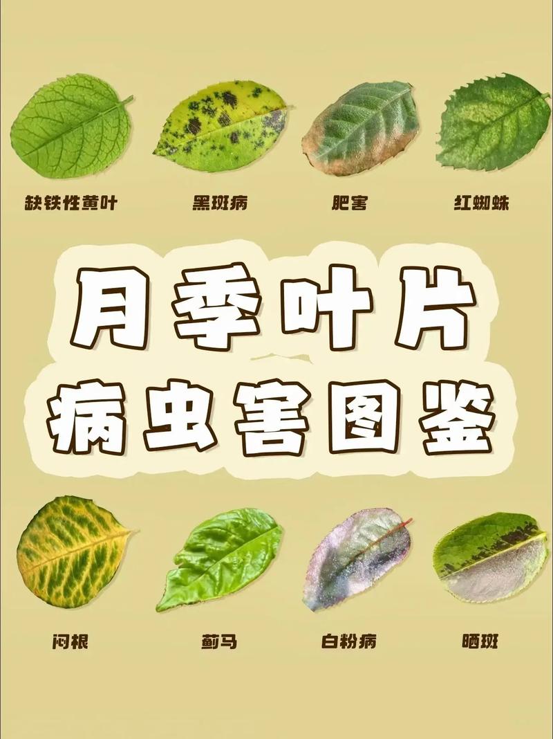 月季花叶子有小洞是怎么回事?教你识别虫害与精准防治 FAQ
