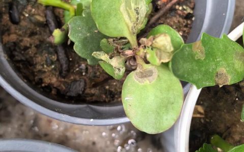 长寿花枯叶是怎么回事？常见原因与拯救方法
